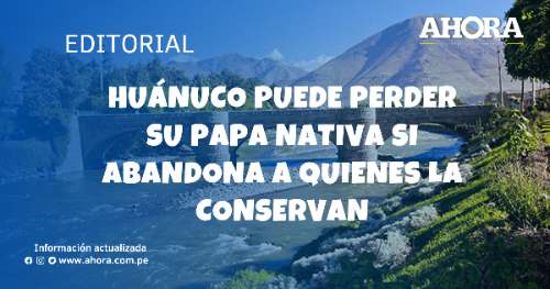 Huánuco puede perder su papa nativa si abandona a quienes la conservan