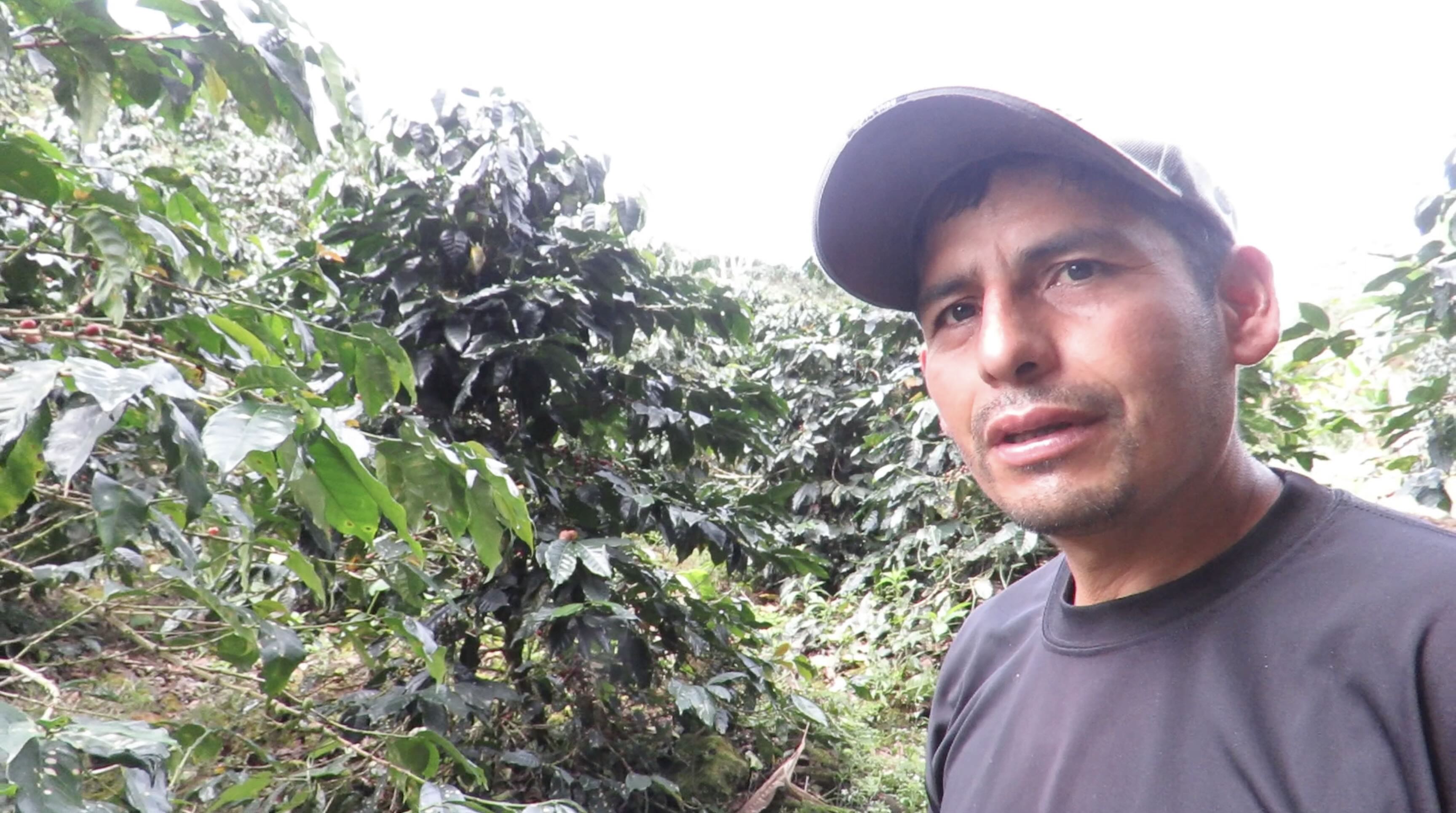 Plaga golpea cafetales de Alto Catarata y amenaza la cosecha de este año