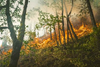 Ambo registra el primer incendio forestal del año en el barrio Isco