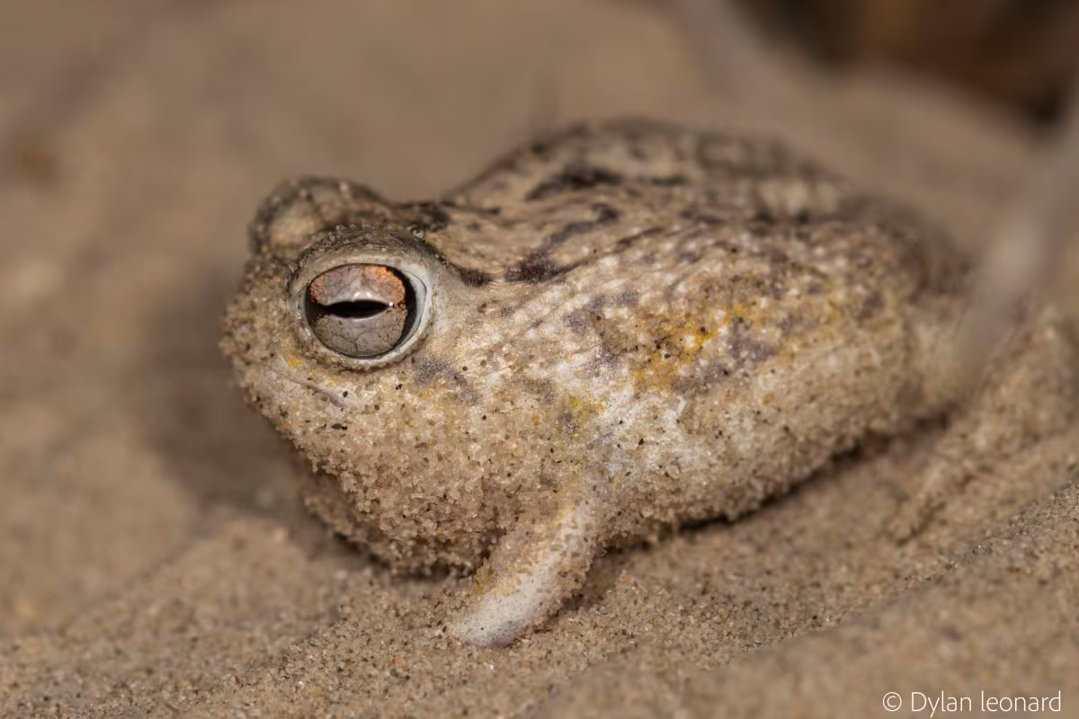 La UICN eleva a más de 49.500 las especies amenazadas de extinción en el mundo