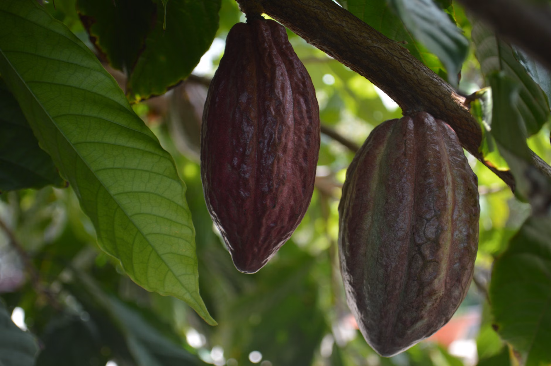 Cacao de Santo Domingo de Anda triunfa en concurso regional en Tingo María