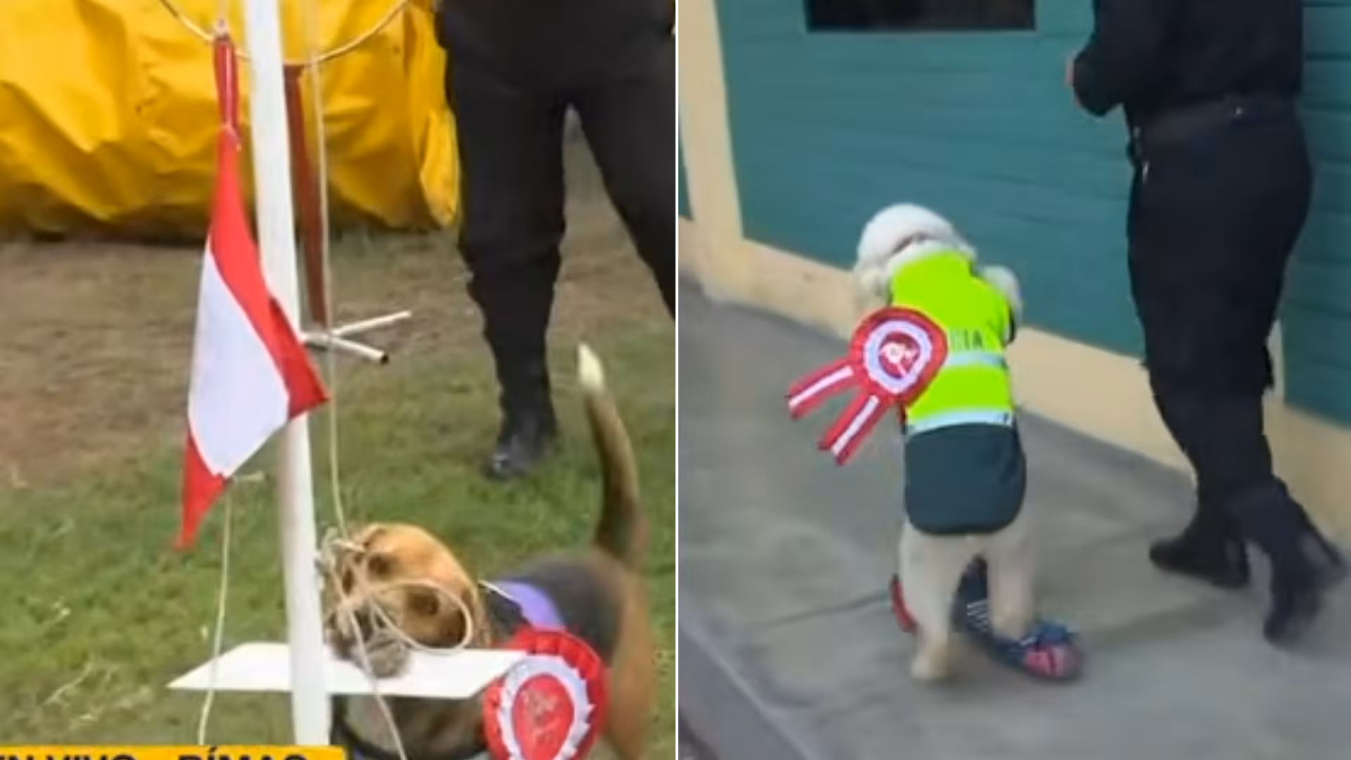 Policía Canina afina rutinas para el Desfile Militar por Fiestas Patrias