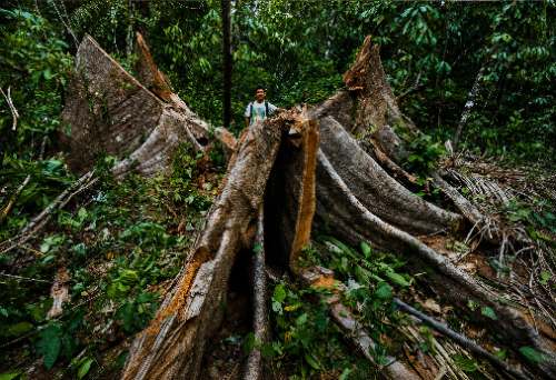 Shihuahuaco bajo sospecha: La nueva ley mueve el candado antes de la tala