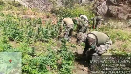 PNP destruye 16 200 plantas de marihuana y decomisa 150 kilos de droga