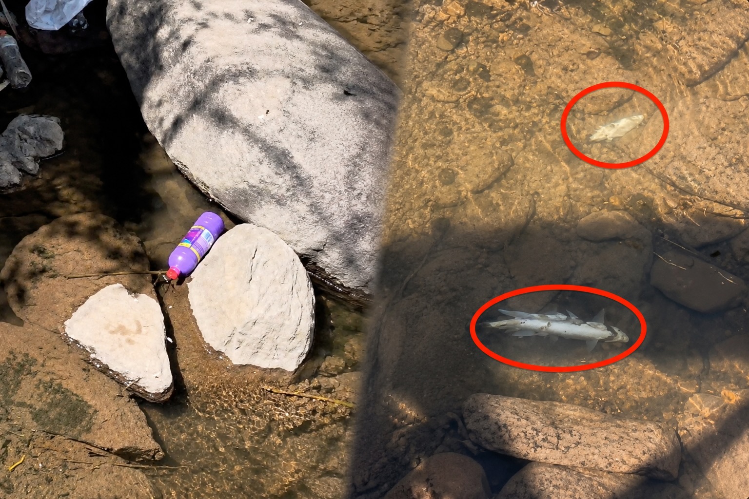 Cientos de truchas aparecen muertas en el río Huallaga en Huariaca