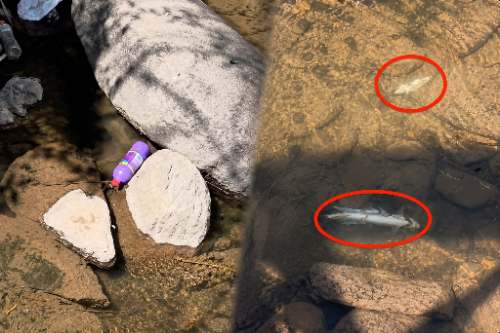 Cientos de truchas aparecen muertas en el río Huallaga en Huariaca