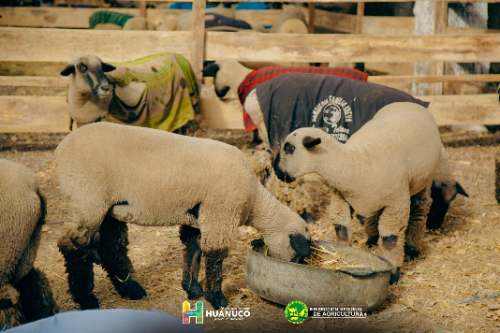 FAICA proyecta S/30 millones y 50 mil visitantes