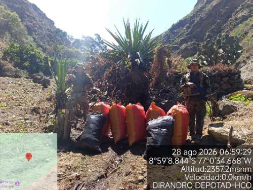 Policía decomisa más de 105 kilos de marihuana y erradica 15 mil plantones