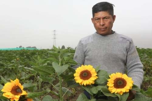 Día de las Flores Amarillas: pedidos por delivery se disparan hasta 2000% en Perú