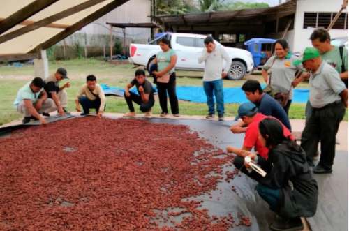 Plan de S/541 mil equipa a 50 productores de cacao en Puerto Inca