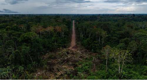 Santa Martha pierde 106 hectáreas mientras narcotráfico avanza sobre territorio kakataibo
