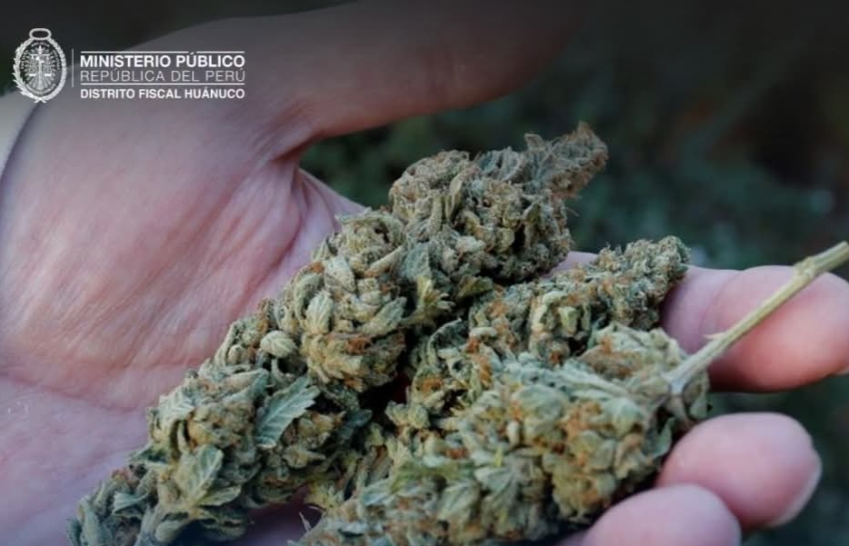 Condenan a sujeto intervenido con casi 30 kilos de marihuana