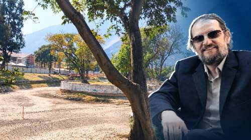 Viña del Río: Expediente recomienda talar 96 árboles y el colectivo ambiental advierte que no consta el permiso