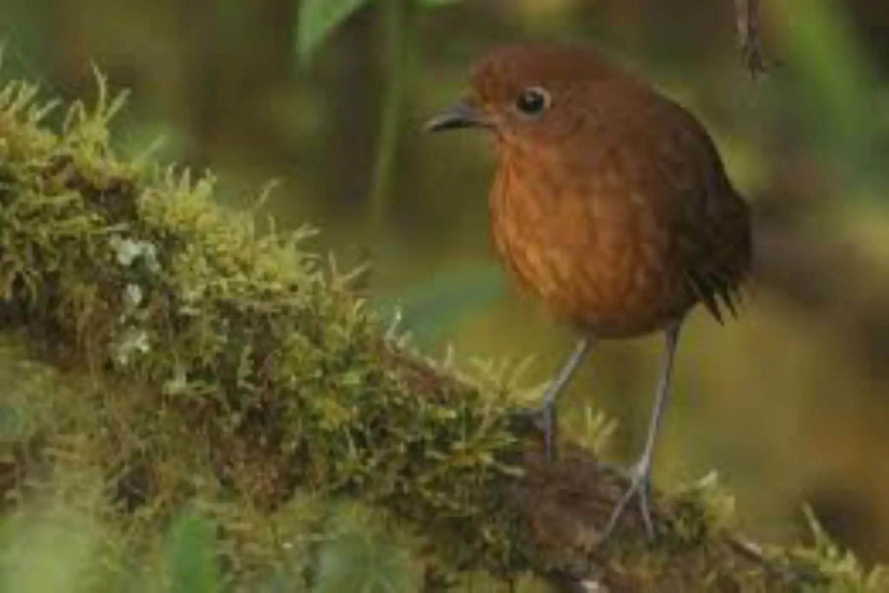 Científicos evalúan anfibios, reptiles y aves en el Bosque Montano de Carpish