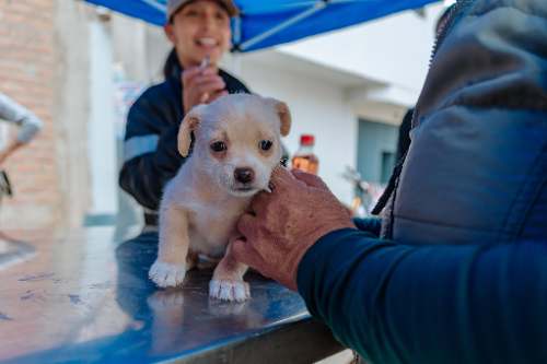 Clínica veterinaria municipal de Huánuco: Anuncian S/969 mil para una primera etapa