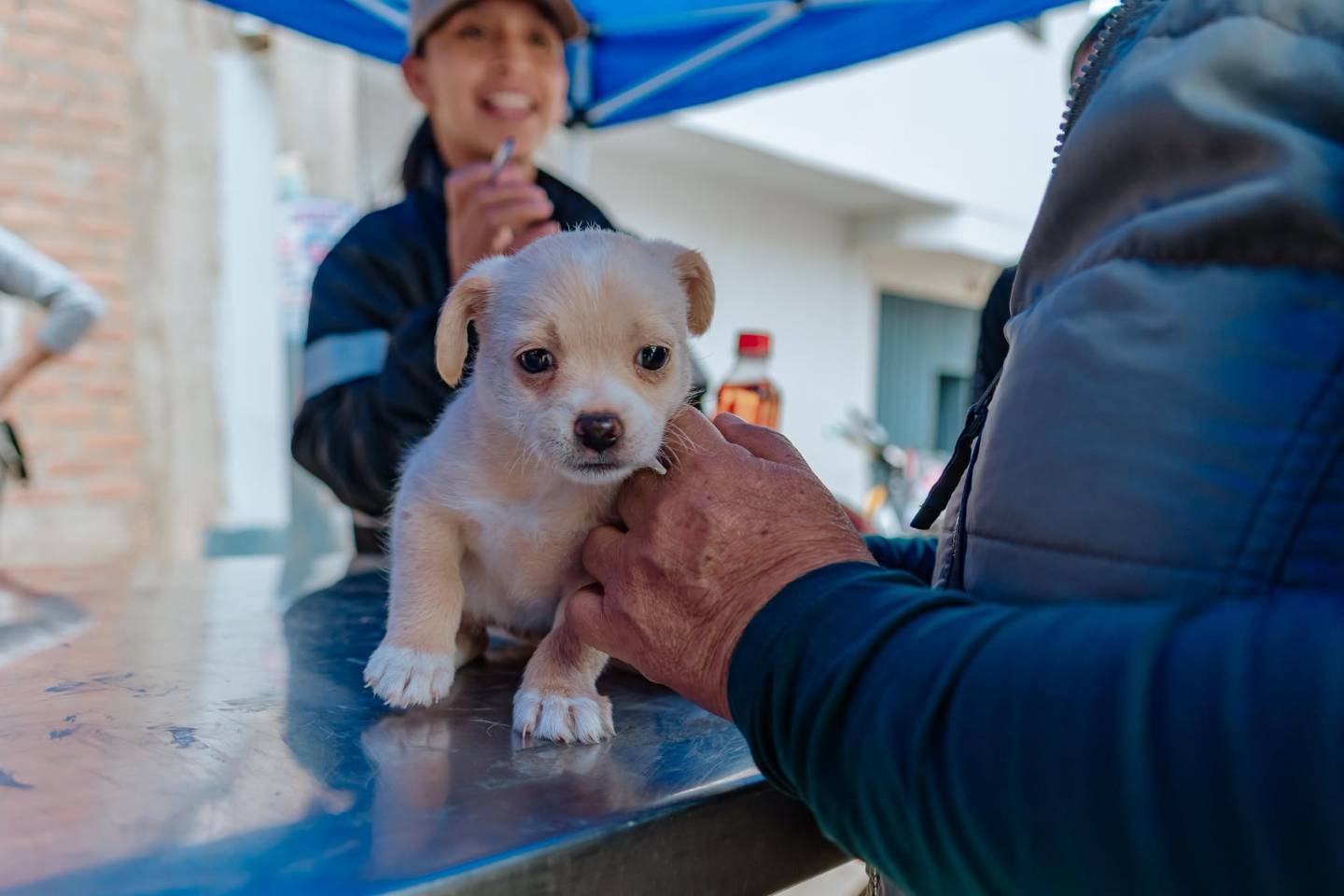 Clínica veterinaria municipal de Huánuco: Anuncian S/969 mil para una primera etapa
