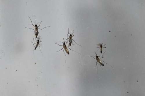 Simúlidos aumentan en el Huallaga y control biológico sigue limitado en Huánuco