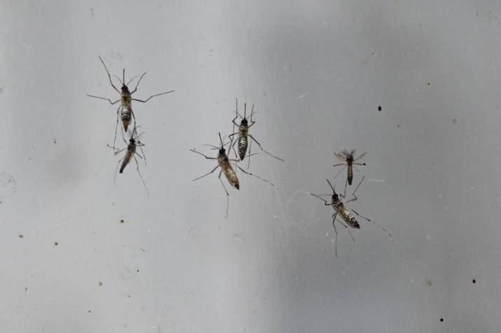 Simúlidos aumentan en el Huallaga y control biológico sigue limitado en Huánuco