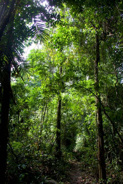 Alerta satelital detecta 43 dragas mineras en el río Pachitea de Huánuco