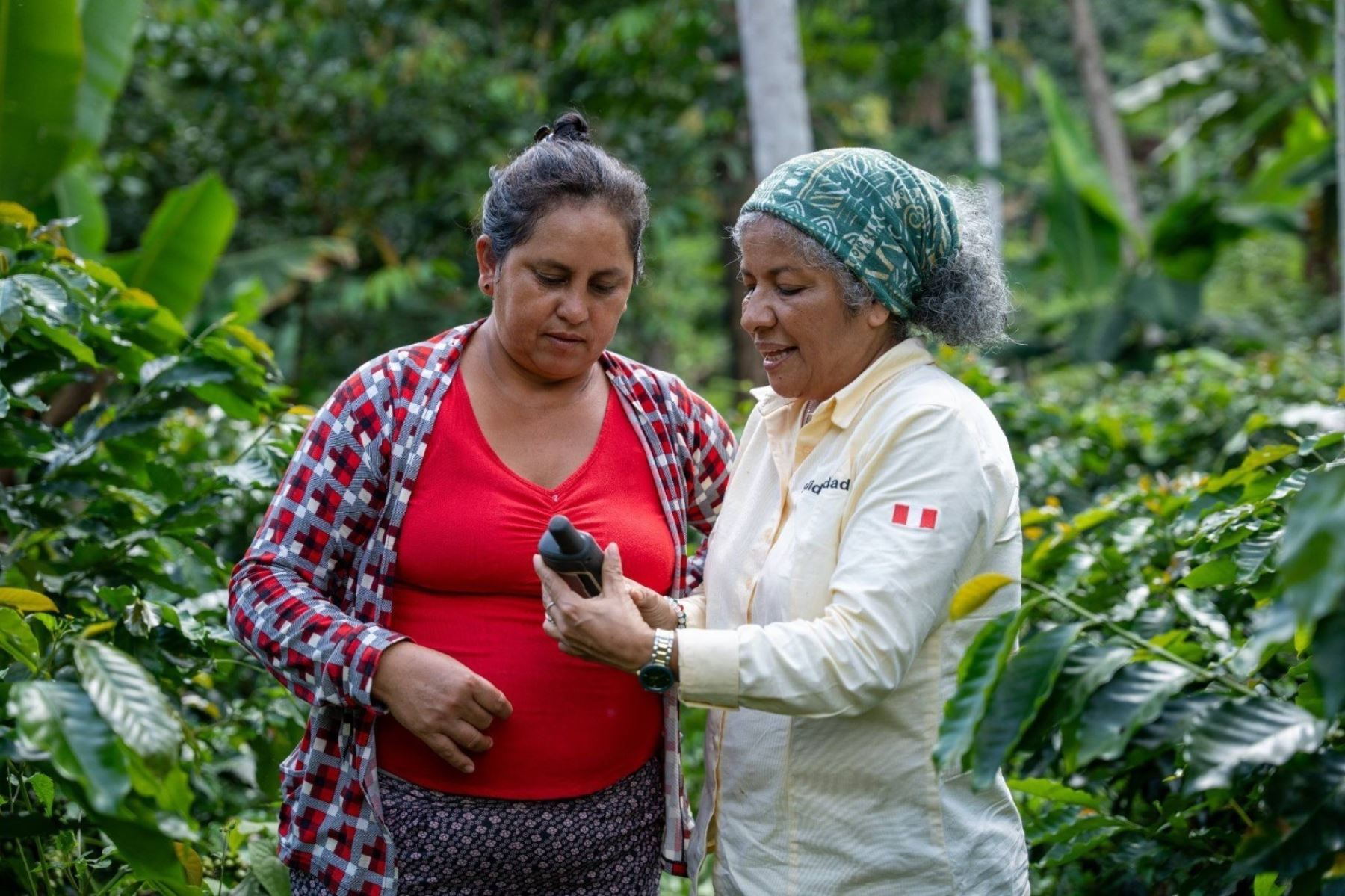 Café, cacao y palma: 737 productores amazónicos ya tienen parcelas georreferenciadas