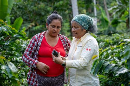 Café, cacao y palma: 737 productores amazónicos ya tienen parcelas georreferenciadas