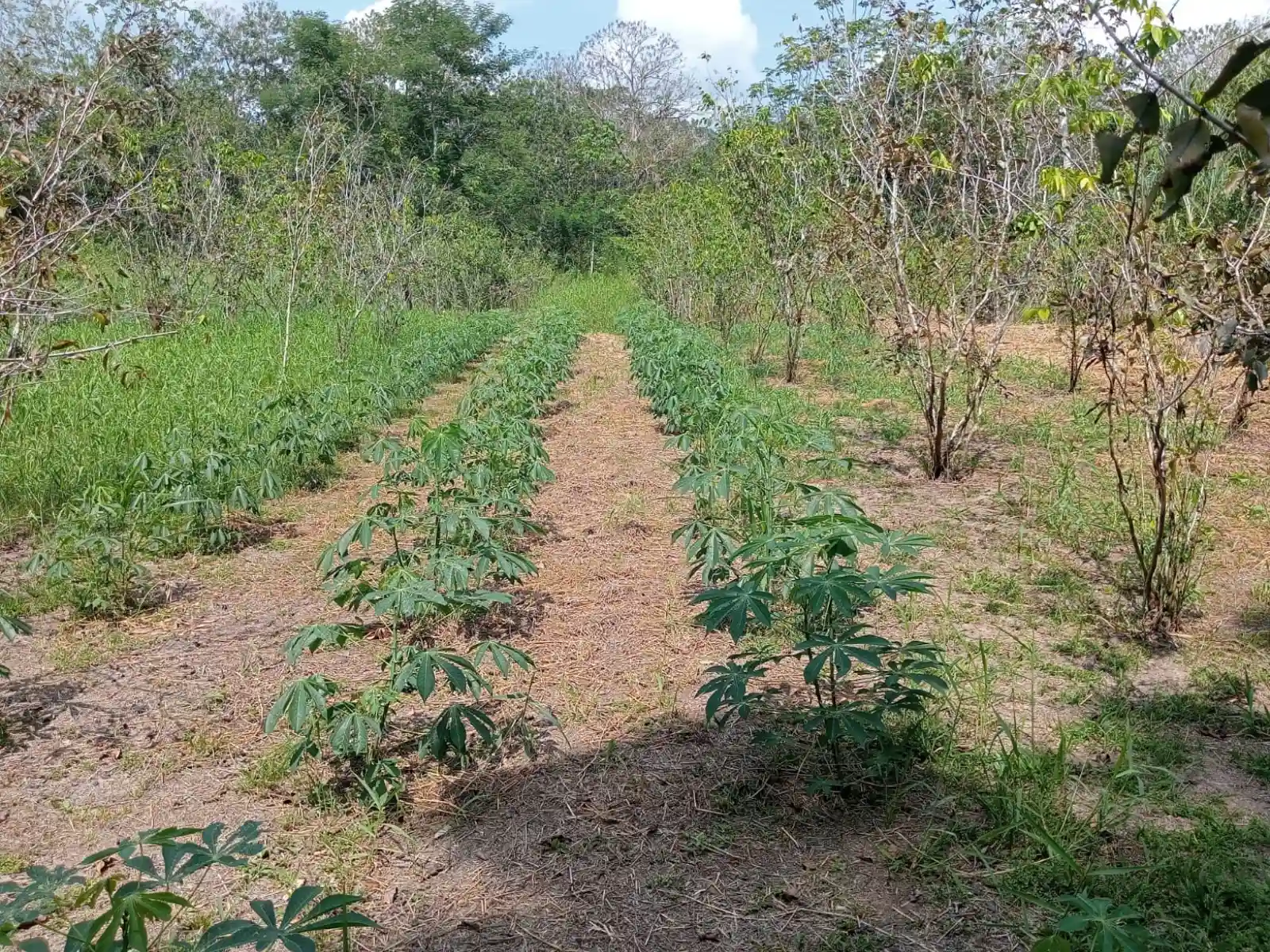 Sequías amenazan cultivos de camu camu en la Amazonía peruana