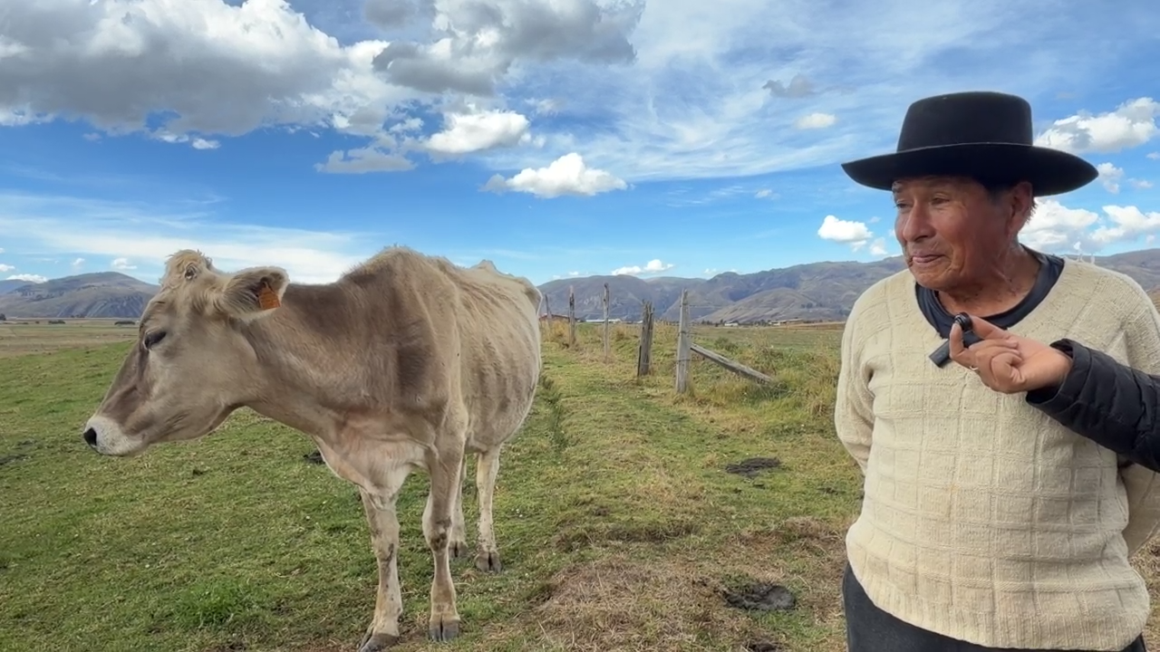 Por sequía, producción de leche cae a la mitad en Huánuco Pampa, ganaderos piden ayuda
