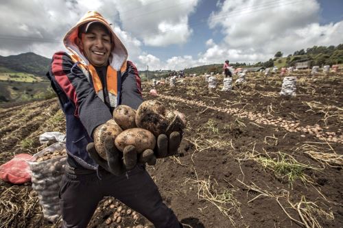 Día Nacional de la Papa: conoce las bondades nutritivas de este superalimento de bandera