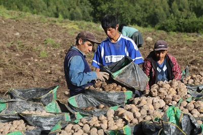 Director de Agricultura ratifica que el Gorehco no comprará papa a los productores