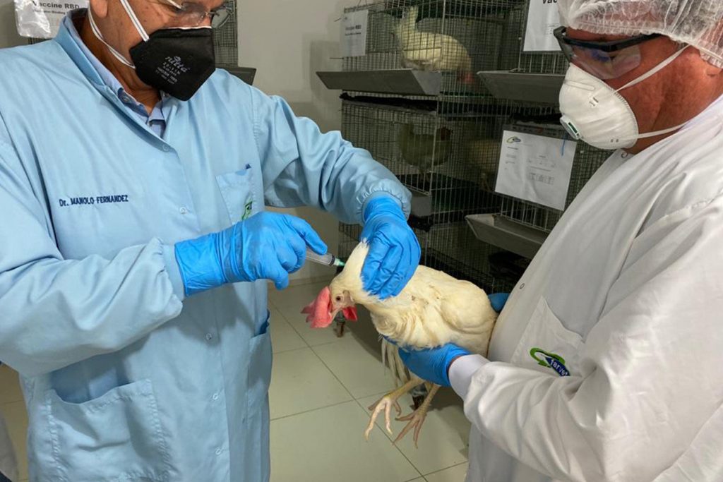 COVID-19: OMS registra dos vacunas peruanas en fase preclínica