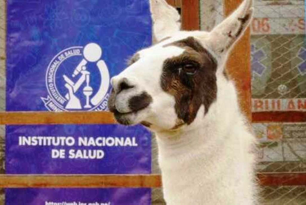 INS desarrolla tratamiento contra COVID-19 usando anticuerpos de llamas
