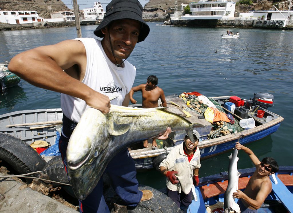 Instituto del Mar del Perú ejecutará pesca exploratoria del recurso perico