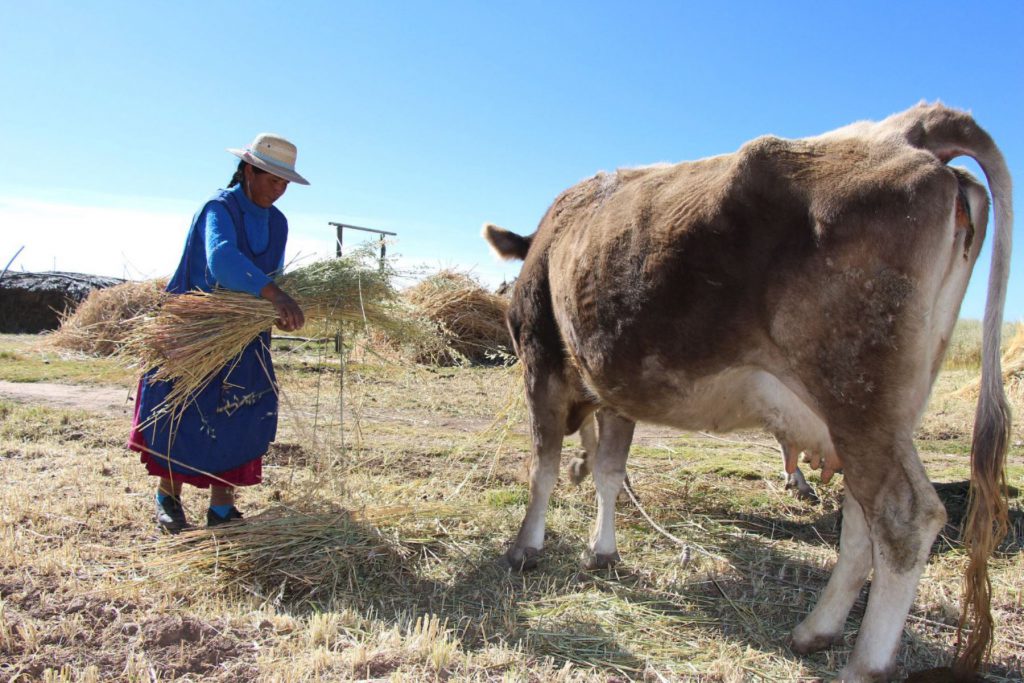 MEF: medidas para el agro generarán 70 000 empleos para la población rural