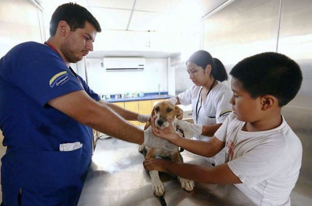 Atención y cuidados de mascotas se ha triplicado durante la pandemia
