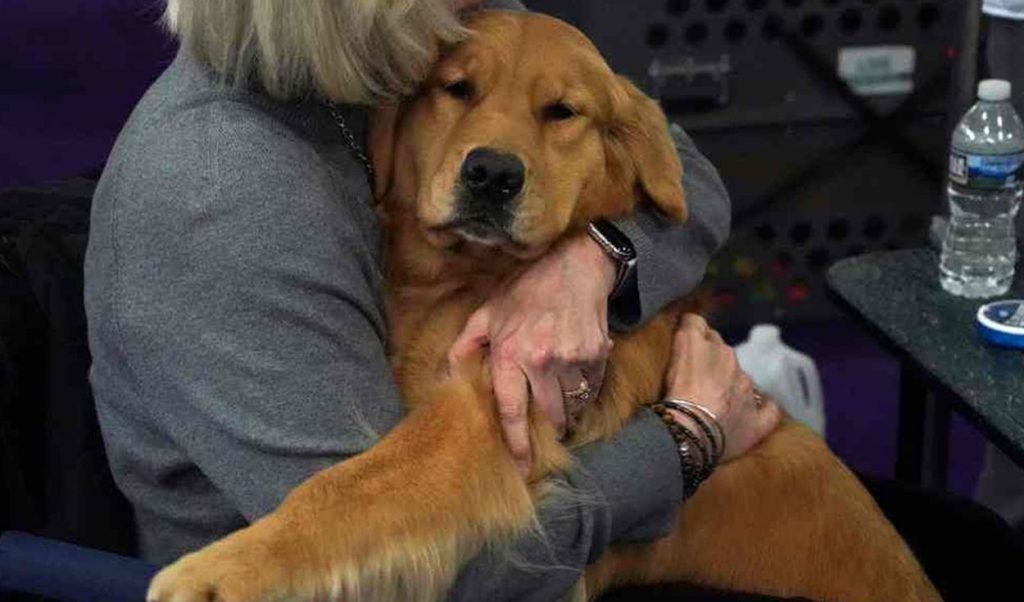 Veinte golden retriever salvados de carnicerías en China llegan a Florida