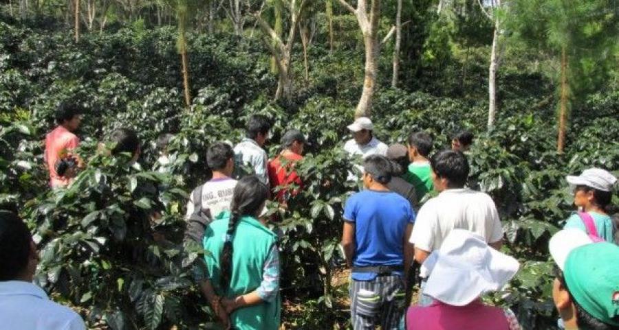 Cafetaleros advierten que dictamen de ley agraria del Congreso los perjudicará
