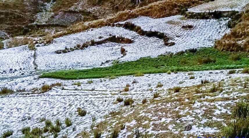 Granizada afectó cultivos de papa en los distritos de Puños y Pachas