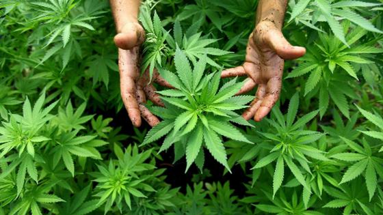 El autocultivo de cannabis, la súplica urgente de enfermos crónicos en Perú