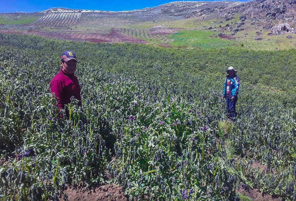 Heladas provocaron pérdidas económicas de más de 16 millones de soles en Lauricocha