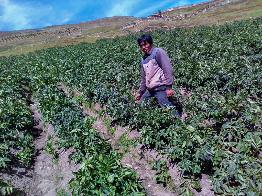 Declaran en emergencia a 34 distritos por heladas