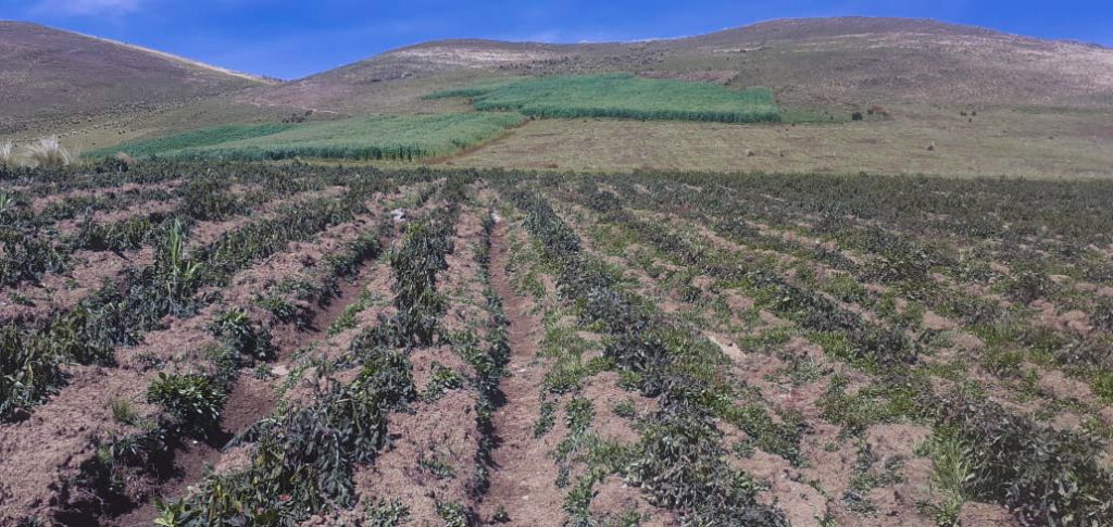 En la provincia de Yarowilca heladas afectaron a 2500 familias