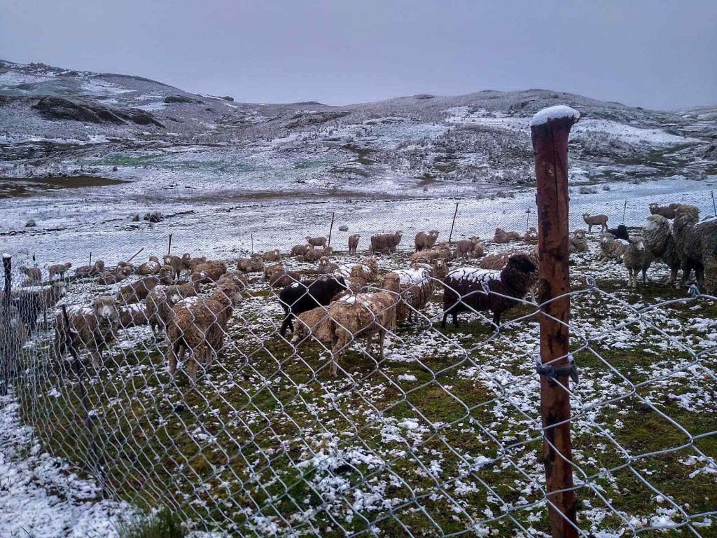 Nevada mata animales y afecta 216 hectáreas de cultivo