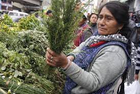 Conoce las plantas medicinales que pueden fortalecer las defensas frente al COVID-19