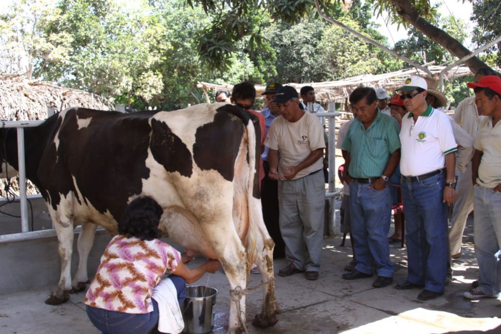 Ganaderos lecheros al borde de la quiebra