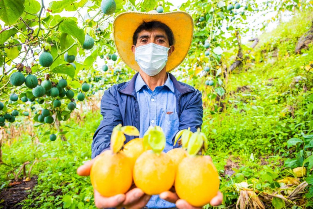 Día de la Granadilla: más de 300 productores beneficiados con financiamiento y tecnología