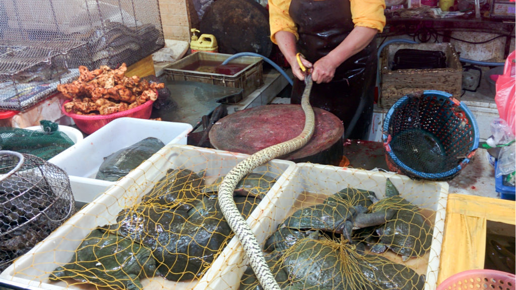 OMS pide suspender venta de animales salvajes para evitar futuras pandemias