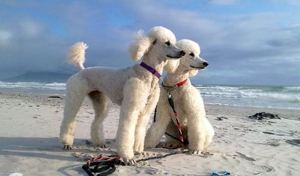 España detecta primer caso de mascota infectada con la variante británica