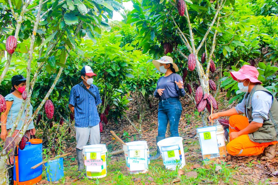 Comités fitosanitarios trabajarán para reducir plagas en cultivos de café y cacao