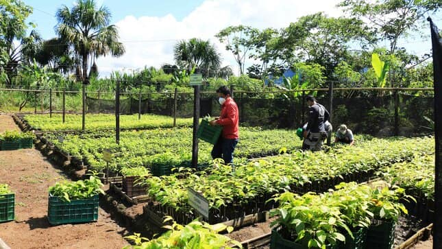 Con plantones forestales recuperarán tierras degradadas por cultivo de coca
