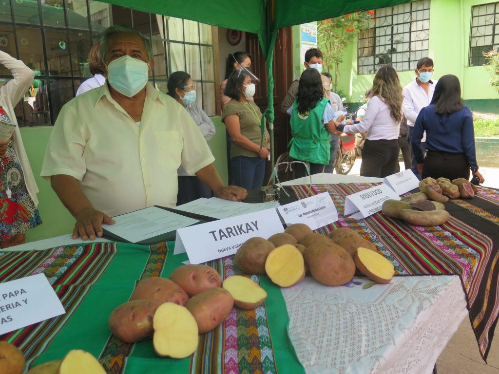 Huánuco presentará en el 2022 variedad de papa resistente a la rancha